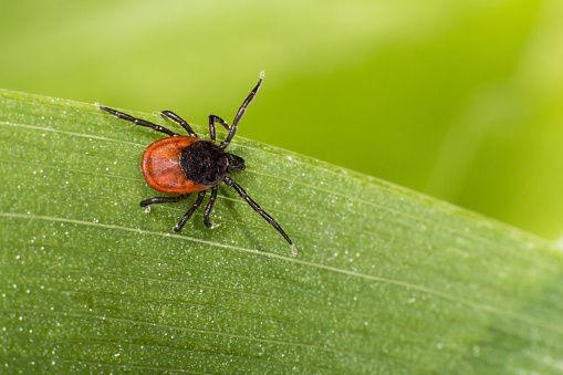 The castor bean tick (Ixodes ricinus)