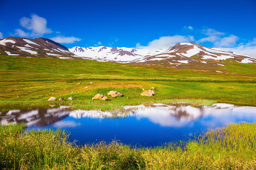 The fields overgrown with fresh green grass. Summer Iceland. The hills are covered with snow and are reflected in a small lakeSummer Iceland. Small lake among fields of green grass. At the water resting beautiful Icelandic horse