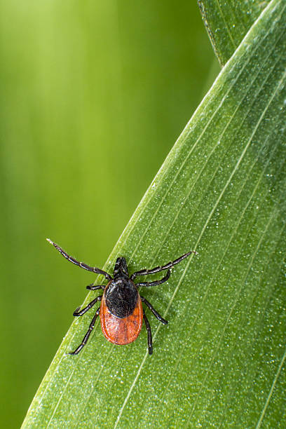 ヒマ豆のチェック（ixodes ricinus - cut grass ストックフォトと画像