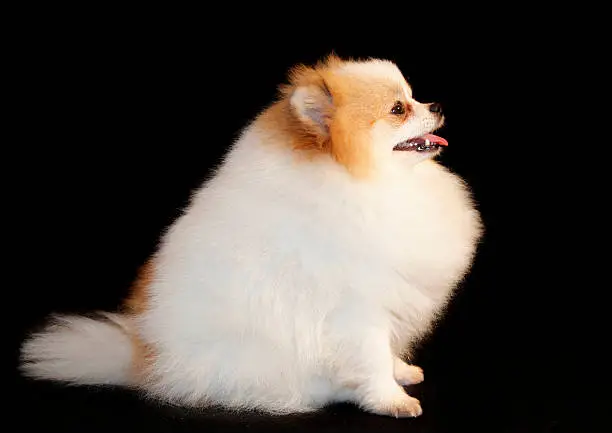 Pomeranian breed lulu posing for the camera