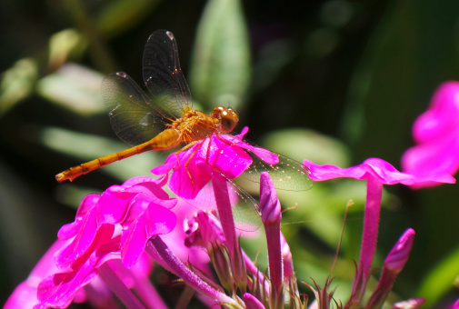 Macro photograph of a brown and yellow dragonfly sitting on pink flowers.