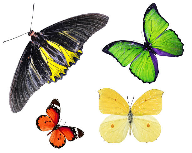 istock Set Beautiful butterfly Yellow, red and green 478047737