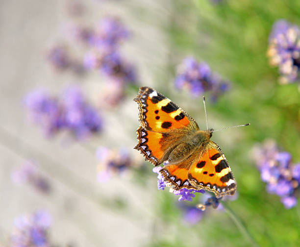 istock tortoiseshell butterfly on lavender 478047783