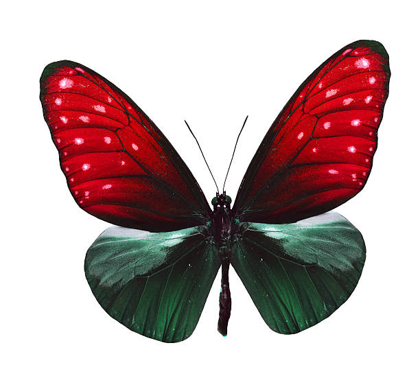 mariposa verde y rojo aislado sobre fondo blanco - lime butterfly fotografías e imágenes de stock