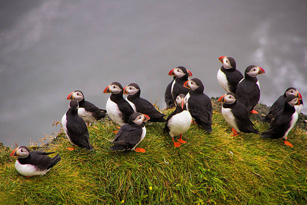 istock Flock of Puffins 478048075