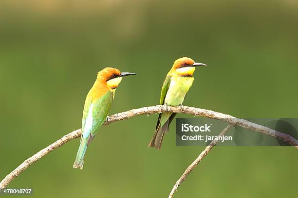 Kasztan Headed Beeeater Merops Leschenaulti - zdjęcia stockowe i więcej obrazów Azja - Azja, Brązowy, Chestnut-headed Bee-eater