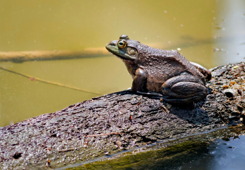 A bullfrog sits on a partially submerge fallen tree trunk in an Indiana pond.