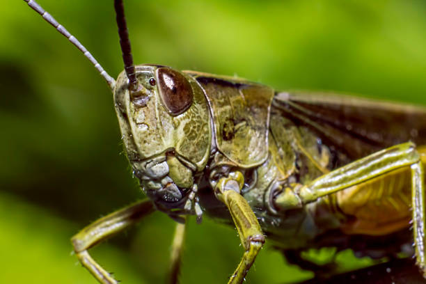 istock Portrait of a grasshopper 478049493