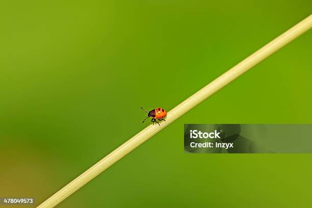 Photo libre de droit de Stinkbug banque d'images et plus d'images libres de droit de Animaux nuisibles - Animaux nuisibles, Botanique, Faune