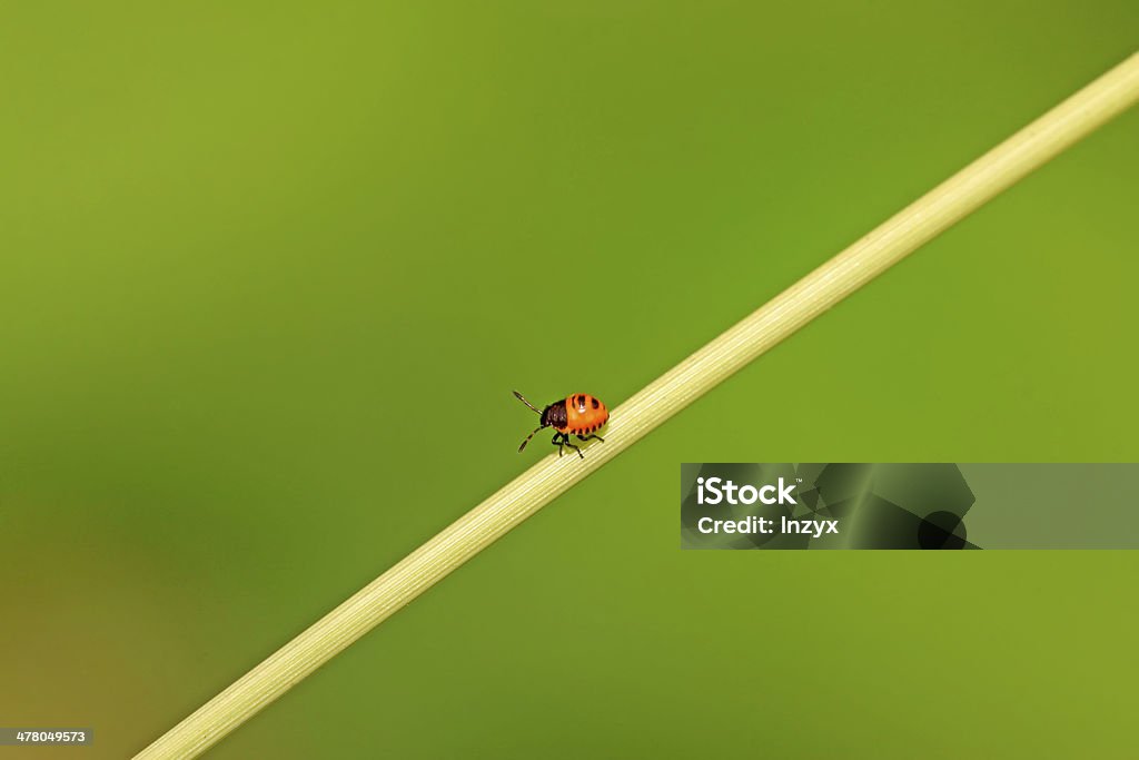 stinkbug - Foto de stock de Animal royalty-free