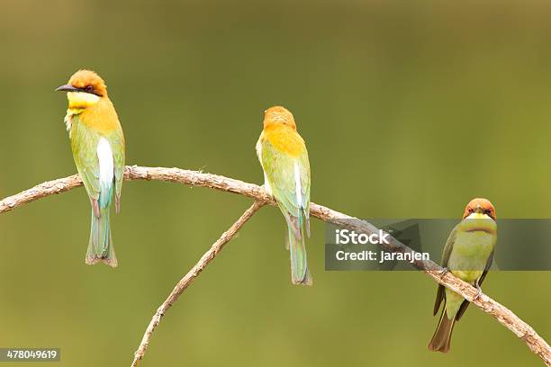 Castagno Gruccione Testa Merops Leschenaulti - Fotografie stock e altre immagini di Aculeo - Aculeo, Ala di animale, Ambientazione esterna