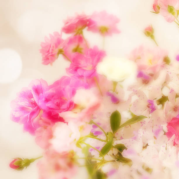 istock sweet color roses in soft blur style 478050834