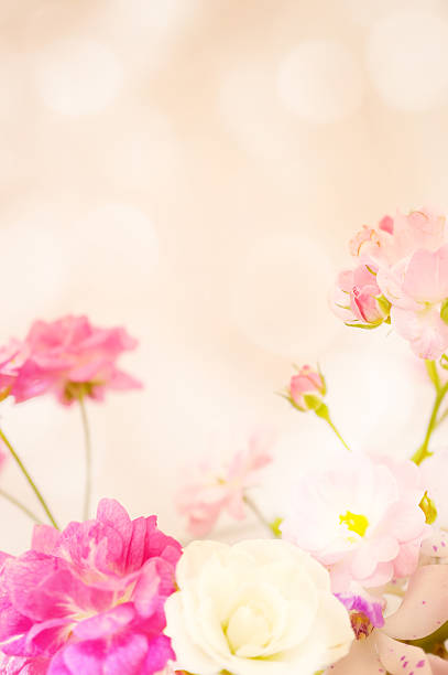 sweet color roses in soft blur style