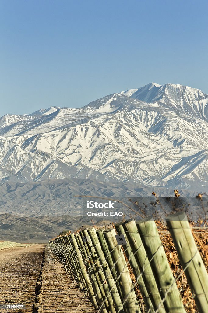 Vinhedo e montanhas - Foto de stock de Agricultura royalty-free