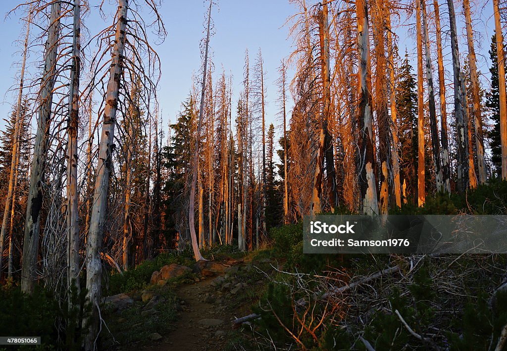 Mt Jefferson Wilderness - Foto de stock de Mt Jefferson Wilderness royalty-free