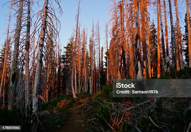 Foto de Mt Jefferson Wilderness e mais fotos de stock de Mt Jefferson Wilderness - Mt Jefferson Wilderness, 2003, Arrebol