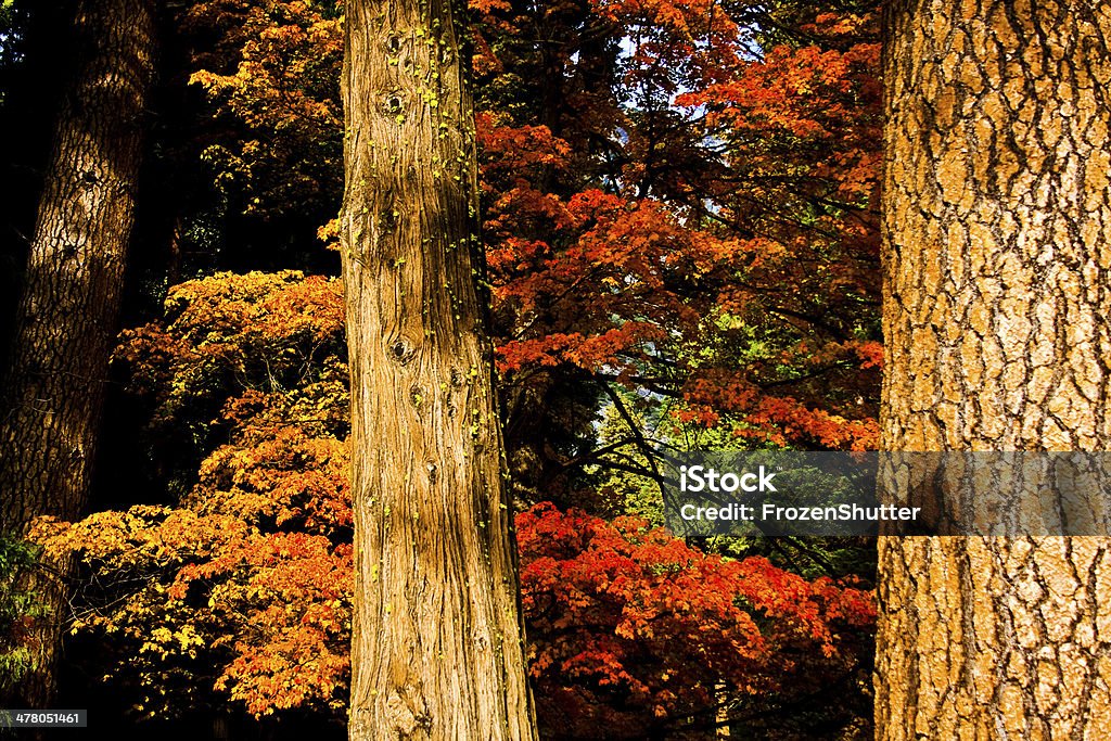 Couleurs d'automne dans une forêt arbre - Photo de Arbre libre de droits