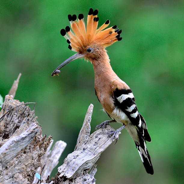 istock Common or Eurasian Hoopoe picking food for chicks 478051489