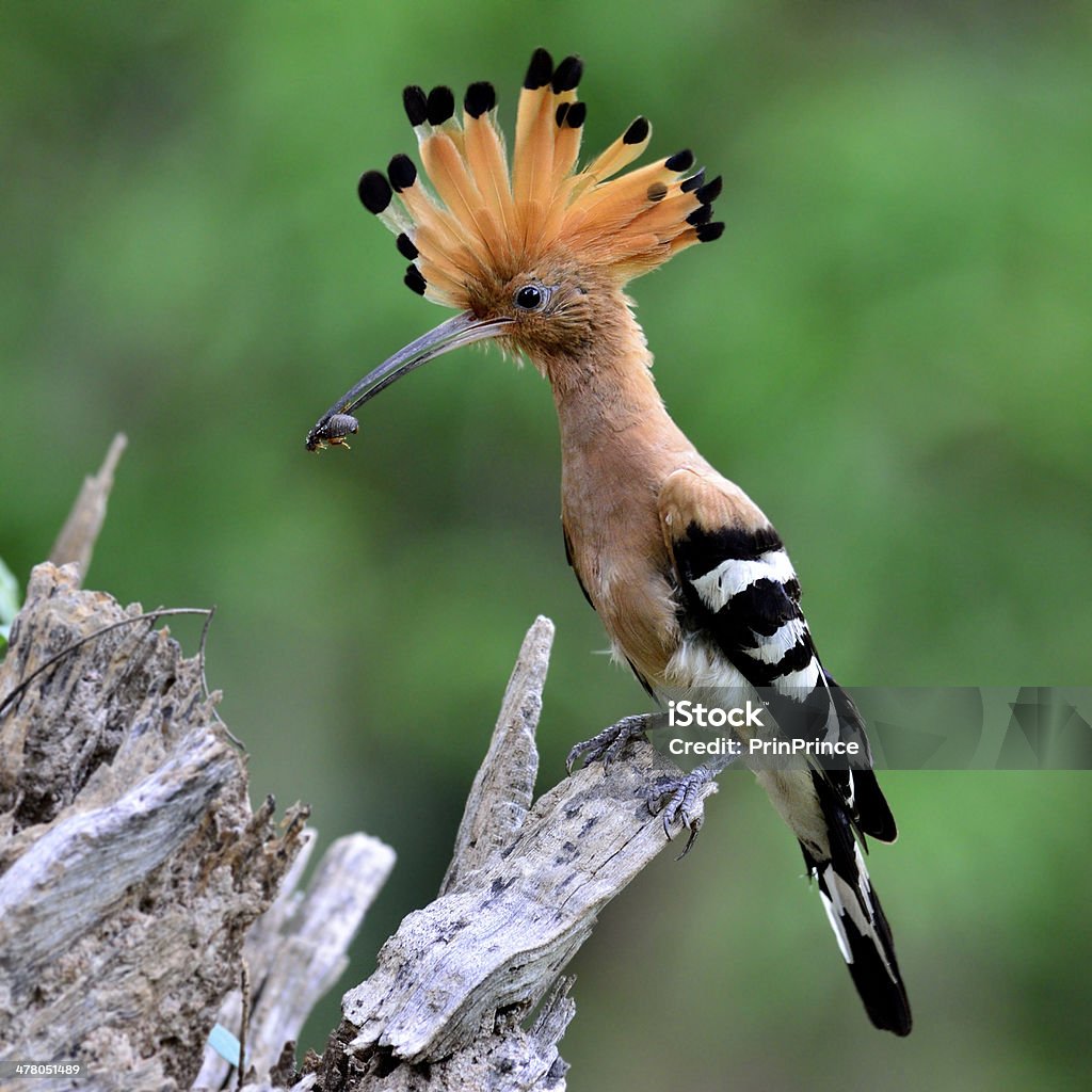 Common or Eurasian Hoopoe picking food for chicks Common or Eurasian Hoopoe a crested and spiky hair bird picking food for its chicks Eurasian hoopoe Stock Photo