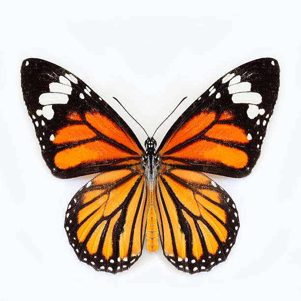 istock Common Tiger butterfly (Danaus genutia) upper wings in natural color 478051777