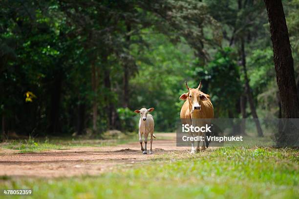 Vacas Con La Naturaleza Foto de stock y más banco de imágenes de Aire libre - Aire libre, Ajardinado, Andar