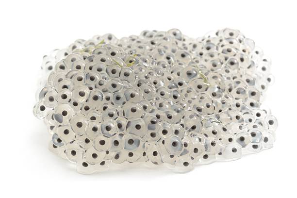 Frogspawn stock photo