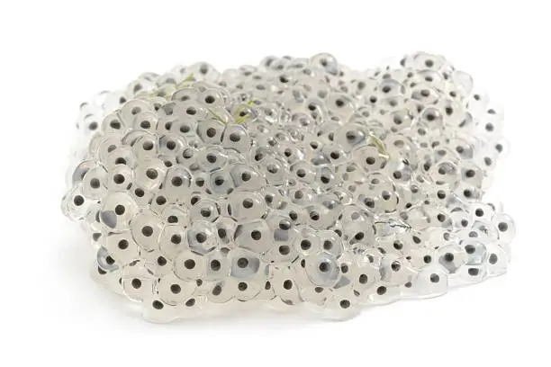 Freshly laid frogspawn, isolated on a white background.