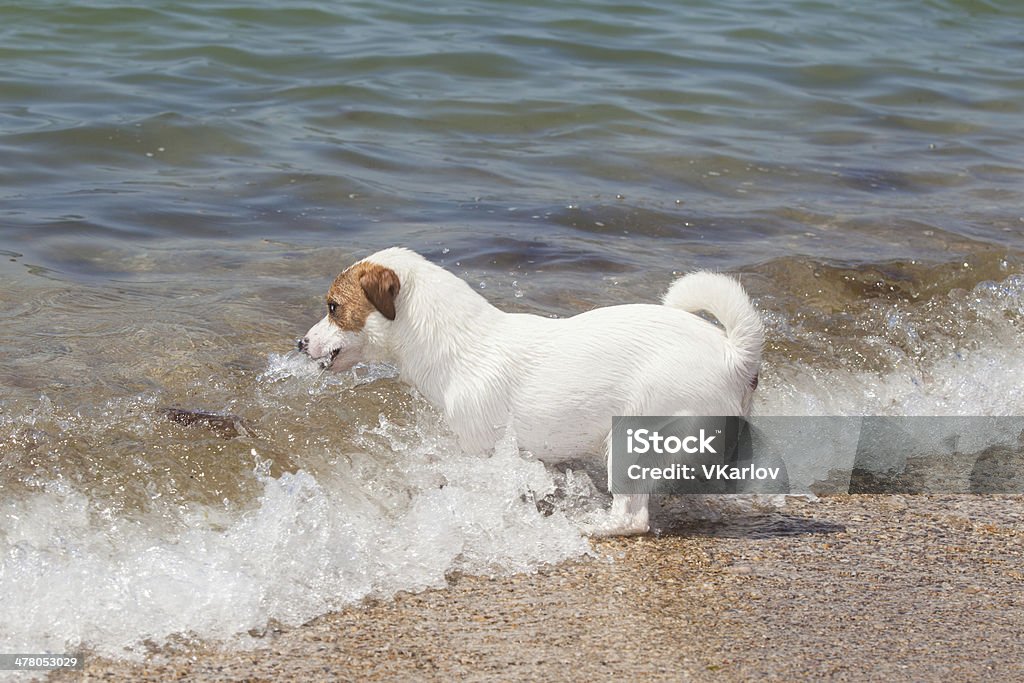 Jack Russell Terrier perro de pura raza desempeña - Foto de stock de Animal libre de derechos