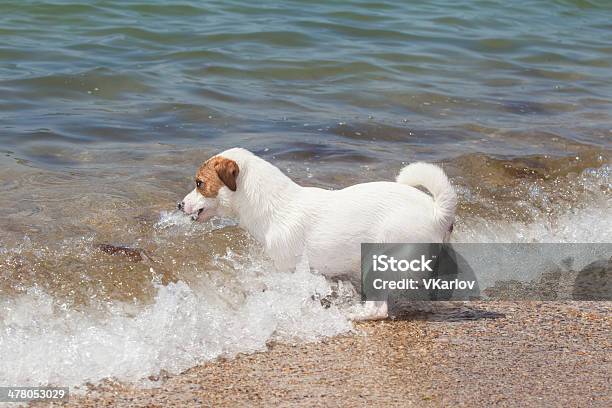 Cane Di Razza Jack Russell Terrier Gioca - Fotografie stock e altre immagini di Animale - Animale, Animale da compagnia, Animale domestico