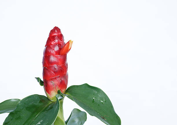 Red Ginger flower isolated on white background Red Ginger flower isolated on white background costus stock pictures, royalty-free photos & images