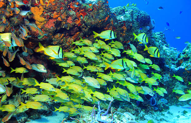 School of Fish School of Porkfish (Anisotremus Virginicus), French Grunt (Haemulon Flavolineatum) and Caesar Grunt (Haemulon Carbonarium), Cozumel, Mexico french grunt photos stock pictures, royalty-free photos & images
