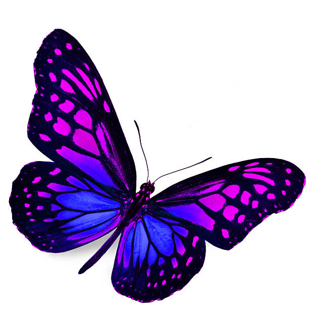 Purple Butterfly Purple Butterfly flying, isolated on white background butterfly purple blue isolated stock pictures, royalty-free photos & images