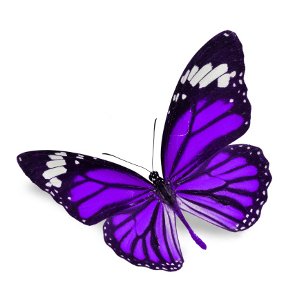 Purple Butterfly flying, isolated on white background