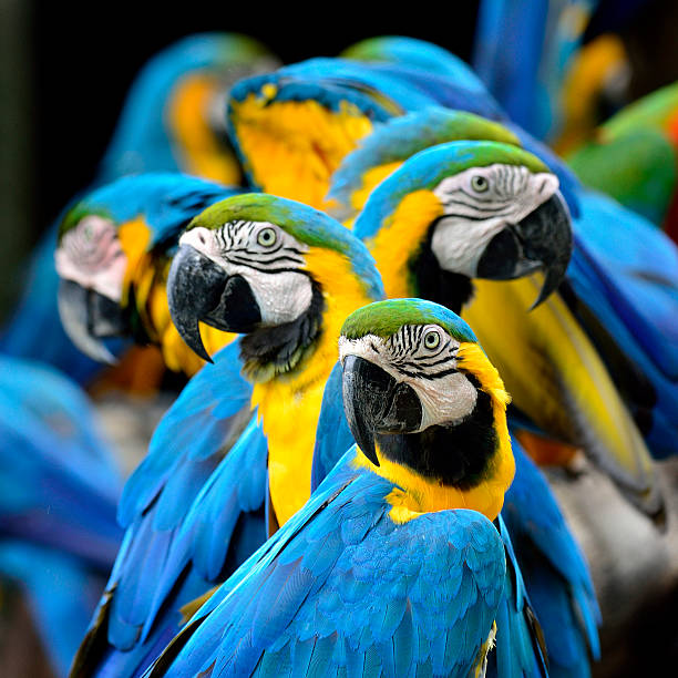 istock Many of Blue and Gold Macaw perching together 478053827