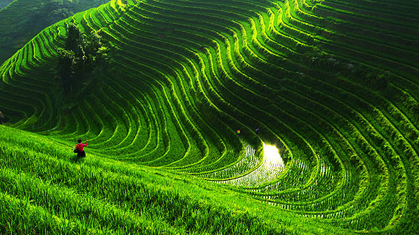 Rice paddy in Longsheng Blue sky,white clouds and Rice paddy in Longsheng rice terrace stock pictures, royalty-free photos & images