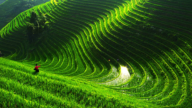 pole ryżowe w longsheng - guilin zdjęcia i obrazy z banku zdjęć