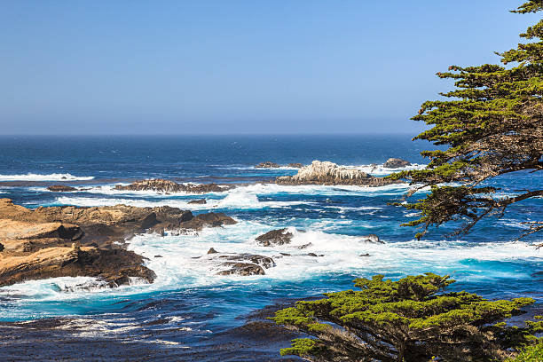 The rough Pacific waters at Point Lobos State Reserve in California, with Monterey Cypress trees in the foreground.