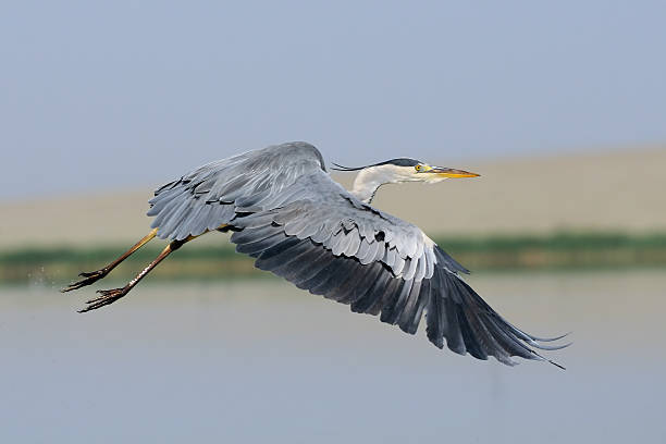 istock Flying Grey Heron above the lake 478055298