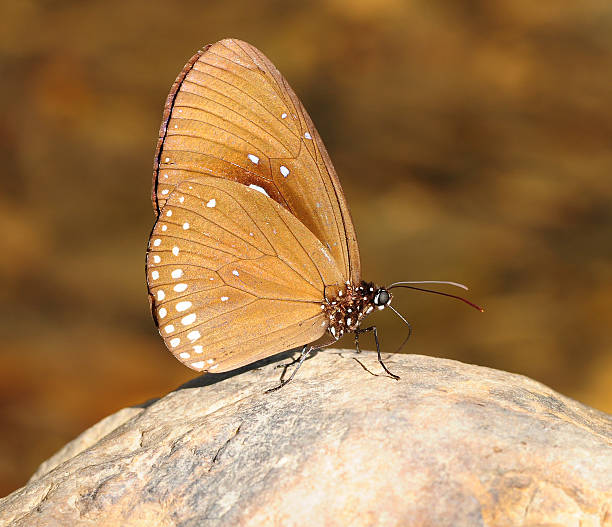 istock butterfly on the stone in nature 478055429