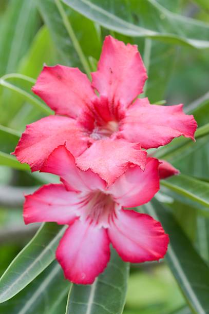 istock pink Adenium obesum flower 478055616