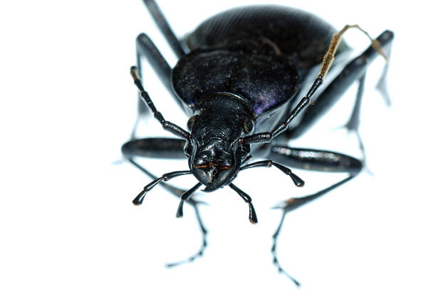 insect ground beetle bug insect ground beetle (Carabus prodigus)isolated in white background beetle species carabus coriaceus stock pictures, royalty-free photos & images