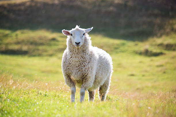 istock Sheep in the New Zealand wilderness 478055893