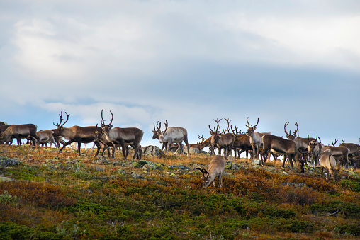 Reindeer on a hill