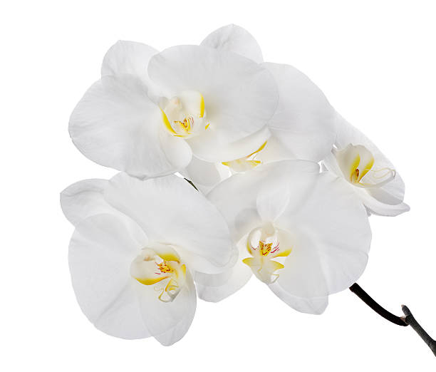 istock large white isolated orchid flowers on branch 478058313