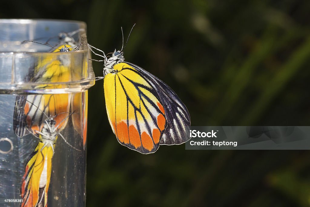 Окрашенный Jezebel бабочка - Стоковые фото Бабочка роялти-фри