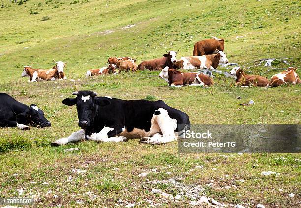 Las Vacas Yacer En La Montaña Pasture Foto de stock y más banco de imágenes de Agricultura - Agricultura, Alpes Europeos, Animal