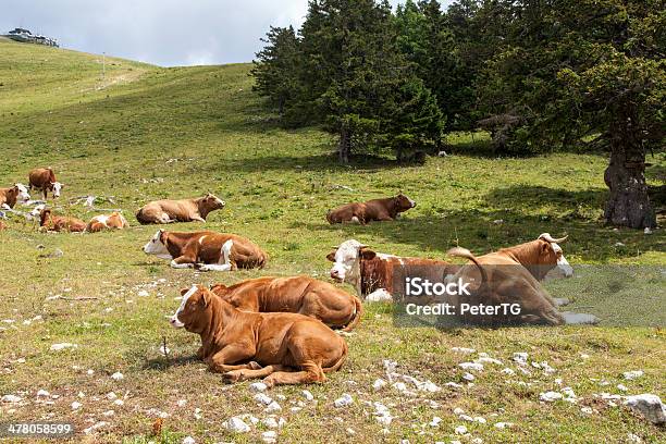 Photo libre de droit de Les Vaches Allongé Sur La Montagne Pâturage banque d'images et plus d'images libres de droit de Agriculture - Agriculture, Alpes européennes, Blanc