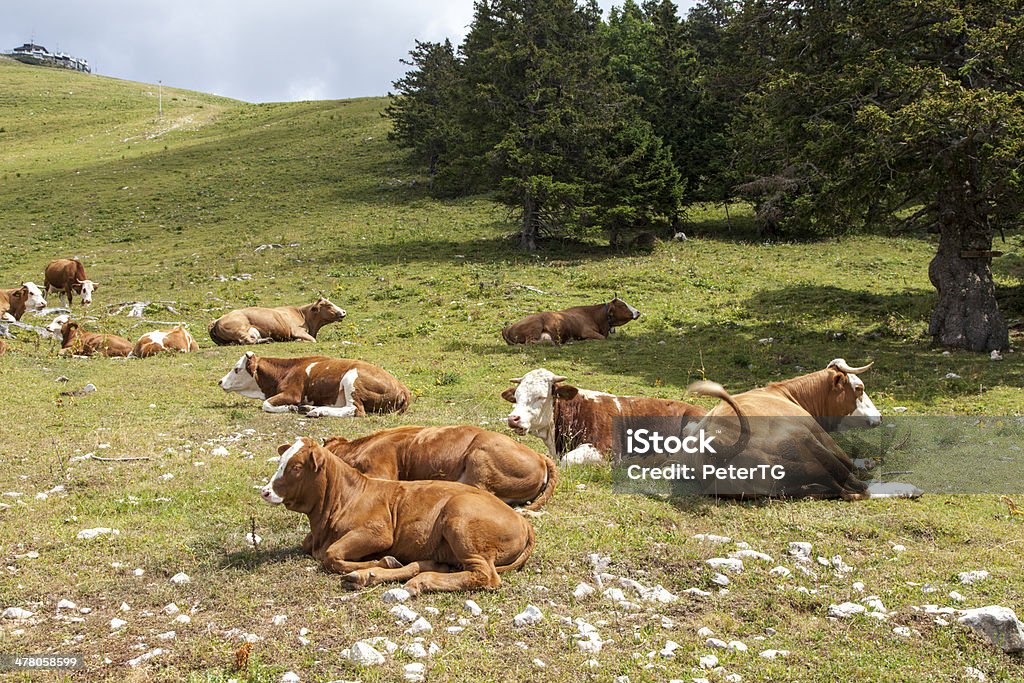 Mucche sdraiata sulla montagna Pascolo - Foto stock royalty-free di Agricoltura