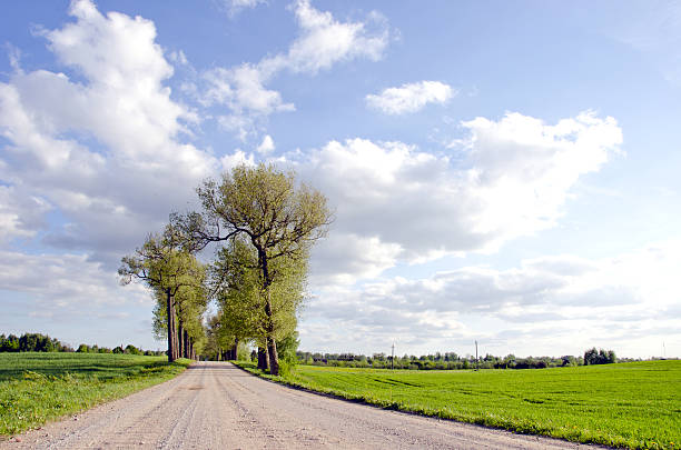 lonesome country road with rapeseed field in Brandenburg in spring
