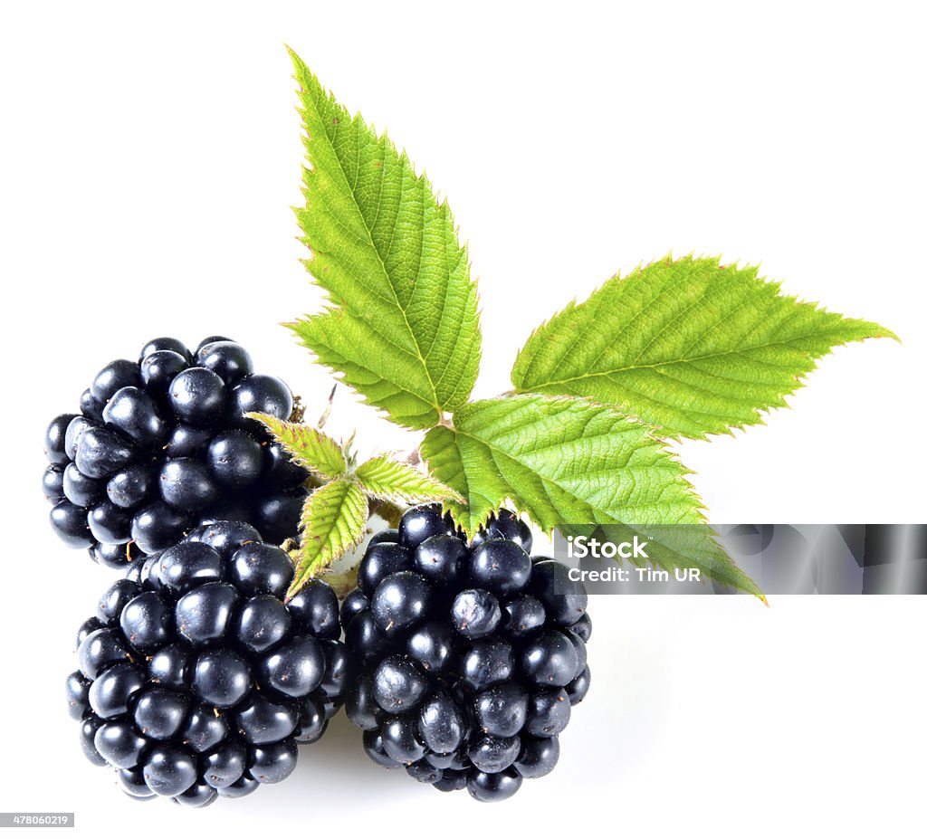 Blackberry isolated Berry Fruit Stock Photo